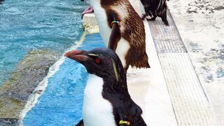 A medium-sized aquarium, where you can learn more about the animals of the Miura Peninsula and Sagami Bay