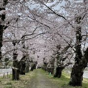 約2キロの桜並木