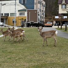 温泉街に現れたエゾシカ