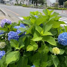 西大宮駅前の紫陽花が綺麗です。