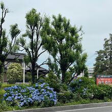 西大宮駅前の紫陽花が綺麗です。