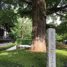 本殿やお庭との共演