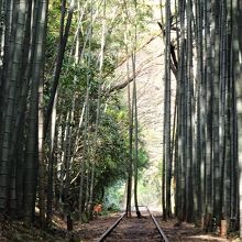 廃線に竹が伸びている