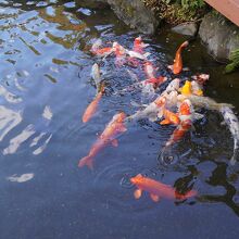 フロントの方に言えば鯉の餌もいただけます