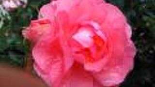 バラも早く開花