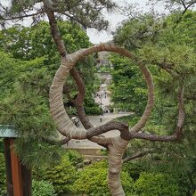寛永寺　月の松