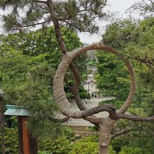 寛永寺　月の松