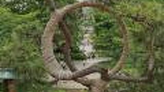 上野公園　寛永寺　月の松 