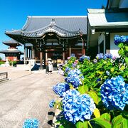 泉南のあじさい寺