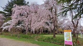 弘前さくらまつり （ヒロサキサクラマツリ）