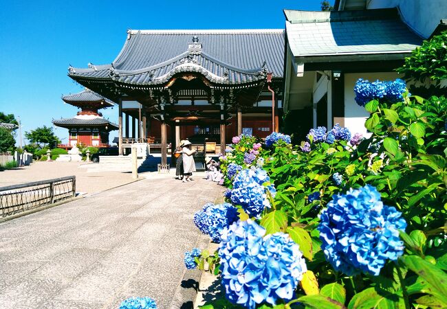 泉南のあじさい寺