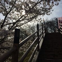 途中の階段の桜が満開でした