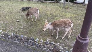 鹿に会いに。