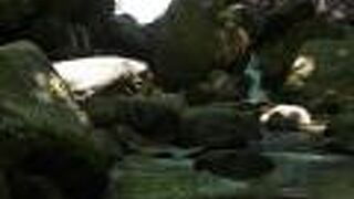 滝はよく分かりませんでした。