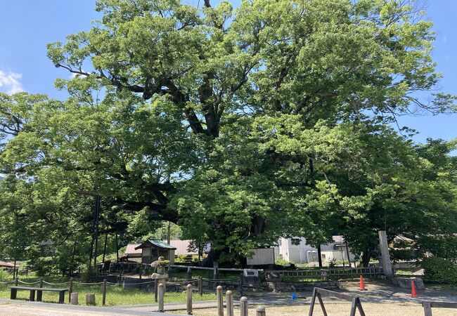 野間の大けやき