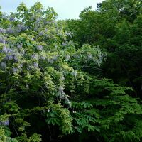 部屋の窓からは、藤の花が良く見えました。