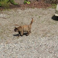 たまに現れる宿の看板猫。6～7匹いるそうです。