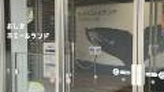 クジラについて