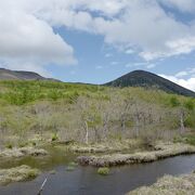 那須の外れの別荘地の手前から広い山道をひた走ってたどり着く、駐車場から歩いて向かう静かな湿原。