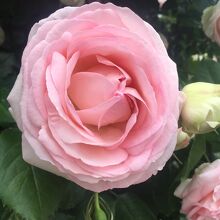 今年はこの薔薇がお気に入り