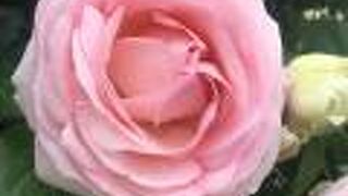 ５月の薔薇は美しい