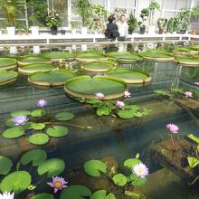 温室内のオオオニバス