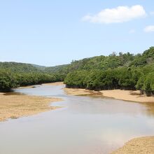 緑豊かなヒルギ林と清らかな川の風景に癒されます。