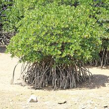 独特な形をしたヒルギの樹根です～