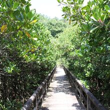 木造りの遊歩道が整備されていて、歩きやすいです。