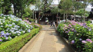 今年もきれいに咲きました