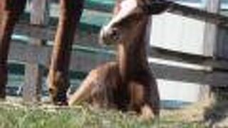 4月は子馬が見られる