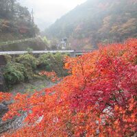 日高川に面した宿からは美しい紅葉を見ることができました