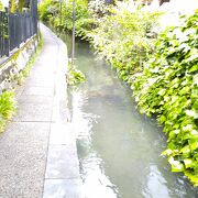 昨日の雨で濁っていて残念