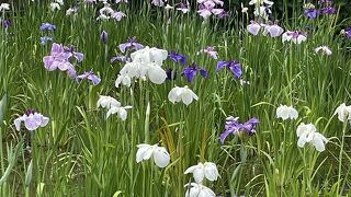 菖蒲も綺麗でした