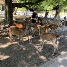 もみくちゃにされる男性　笑える