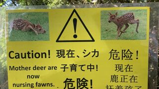子鹿は？