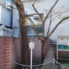 柳の全景です。