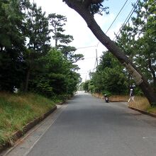 旧東海道松並木