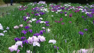 あじさいは、行列覚悟で行きましょう。