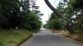 大磯宿散策で化粧坂にある旧東海道松並木を見ました