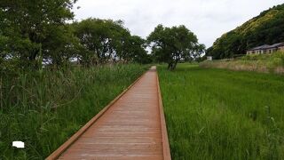 沼を眺めながら散策を楽しめる遊歩道