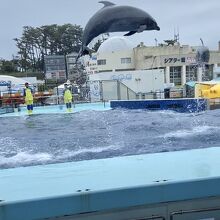 越前松島水族館イルカショー