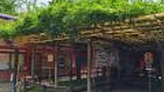 樹齢800年の古木