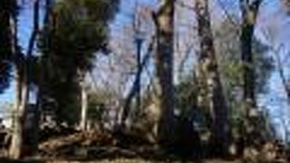 しっかり自然の豊かさを感じる雰囲気がありますね