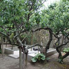地福寺島崎藤村夫婦の墓