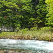 新緑の中、清らかな水が流れている