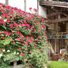 日本家屋の壁に沿うバラの花