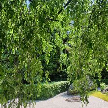 紅しだれ桜…「そうだ　京都、行こう。」キャンペーンの撮影地