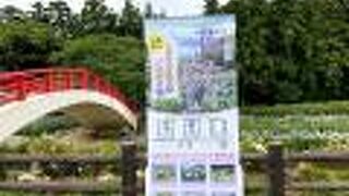 花しょうぶが見頃でした