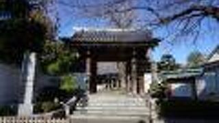 本堂横の大イチョウがシンボル